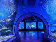 -海合安武汉极地海洋公园