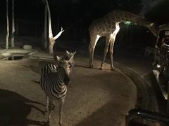 -清迈夜间动物园