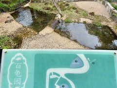 -广东惠东海龟国家级自然保护区