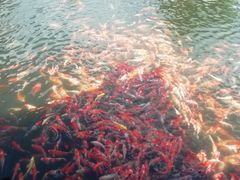 -长春市南湖公园