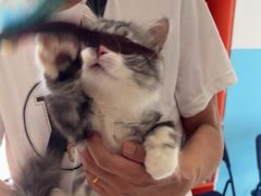 -瑞派福兴宠物医院犬猫全科·骨科·中西医结合(河东店)