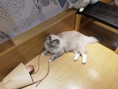 -滚猫咖啡·猫咖·猫友好撸猫(未来城店)