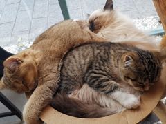 -喵屿·大理花园猫咖