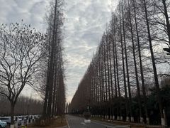 -黄海国家森林公园