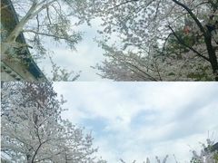 -鸡鸣寺