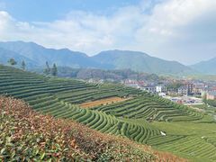 -龙坞茶村