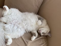 -怪兽屋·羊驼·猫咖·狗咖(俊华广场店)