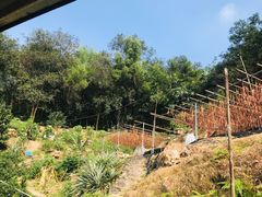 -天强农家菜馆