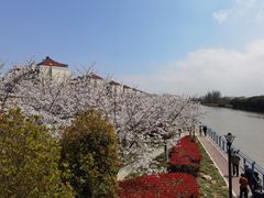 -高东镇樱花园