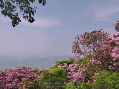 -梧桐山风景名胜区