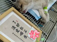 -瑞派名望志远动物医院·猫科·內科·异宠专科(直港大道店)