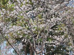 -高东镇樱花园