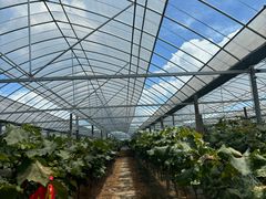 -马陆小张葡萄园农家乐