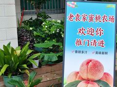 -老袁家蜜桃农场·阳山水蜜桃