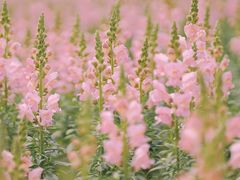 -径山花海