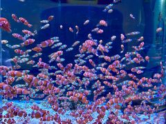 -海合安成都极地海洋公园
