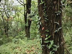 -上海佘山国家森林公园天马山园