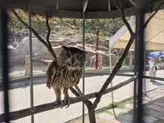 -西霞口神雕山野生动物世界