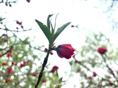 -桃花堤公园