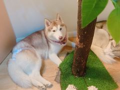 -Husky Go! 哈士奇体验馆·宠物咖啡厅狗咖