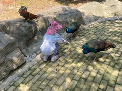 -泉州海丝野生动物世界