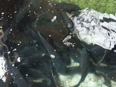 -荣德灶台鱼(圣泉寺店)