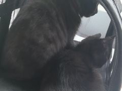 -瑞派宠物医院·犬猫全科·猫友好(宾水西道店)