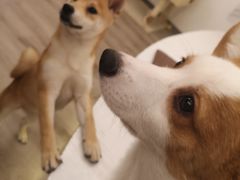-浣熊柯尔鸭土拨鼠·电玩咖