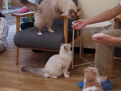 -滚猫咖啡·猫咖·猫友好撸猫(未来城店)
