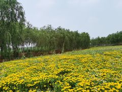 -西青郊野公园