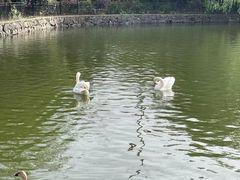 -合肥野生动物园