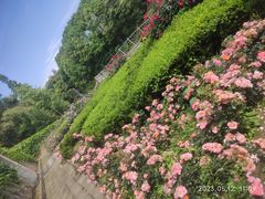 -都江堰玫瑰花溪谷