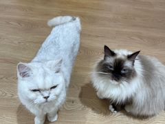 -1013 PET SHOP精品宠物商店(丁香店)