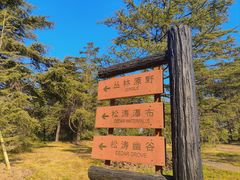 -上海共青森林公园