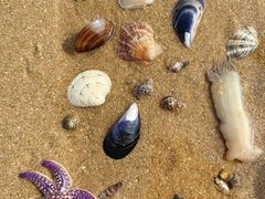 -巧克力渔家.小船海鲜胶东菜(万平口店)