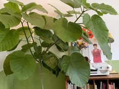 -三花屋 Mihhanaya
