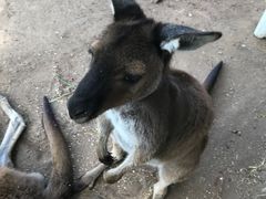 -费瑟代尔野生动物园