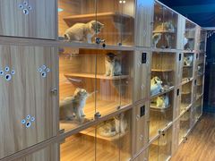 -猫十亿·布偶金渐层·曼基康矮脚猫舍(青年路店)