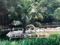 -新加坡飞禽公园