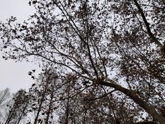 -徐家汇源景区-衡山公园