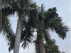 -广州市白云山风景名胜区