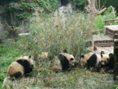 景点-成都大熊猫繁育研究基地