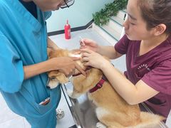 -中农大我爱我爱动物医院·核磁CT·猫病·24小时夜诊中心(石佛营店)