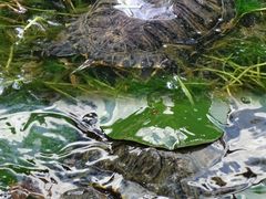 -广东花都湖国家湿地公园