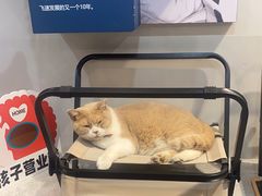 -伟伟宠物医院·CT影像中心·瑞派犬猫综合性门诊(汉口总院)