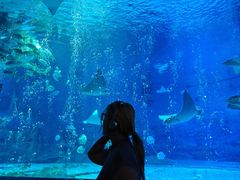 -烟台海昌鲸鲨海洋公园