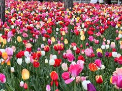 -大宁郁金香公园-停车场