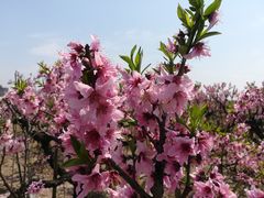 -南汇桃花村