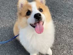 -顺强宠物诊所·狂犬免疫·夜诊·骨科(嘉定店)