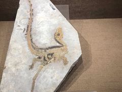 景点-自贡恐龙博物馆